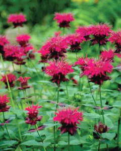 Safe to Plant in Spring in Michigan? | Plant These Now!