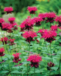 Safe to Plant in Spring in Michigan? | Plant These Now! Bee Balm Flowers