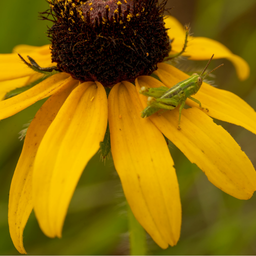 How to Design a Simple Native Garden in Michigan black eyed susan