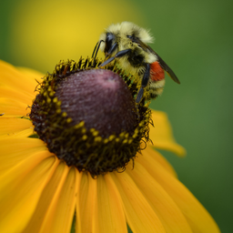 How to Create a Pollinator-Friendly Garden in Michigan