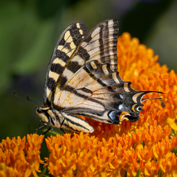 Simple Garden Tips for Michigan Gardeners That Actually Work