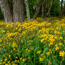 Beautiful Ground Covers That Thrive in Michigan
