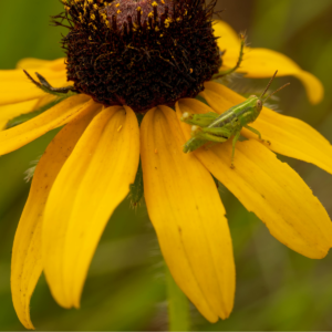 How to Design a Simple Native Garden in Michigan