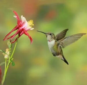 Introducing Michigan Garden Design | Your Awesome Native Plant Specialists!