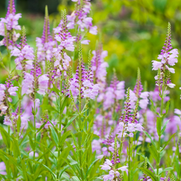 The Best Native Michigan Plants That Bloom All Summer