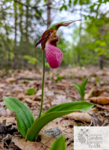 Michigan Native Plants In the Wild — Look, But Don’t Touch