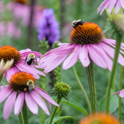 The Best Native Michigan Plants for Pollinators