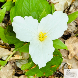 The Best Five Native Michigan Perennials to Plant Today!