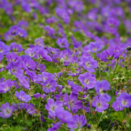 Best Native Plants That Thrive In a Michigan Shade Garden