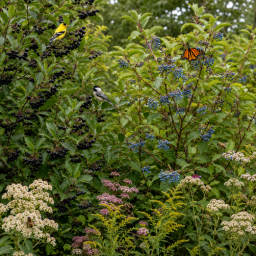 birds, bees, and blooms in the garden