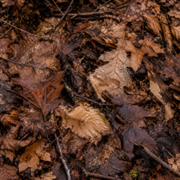Do You Really Need Fertilizer? A Michigan Perspective forest floor texture with leaves and twigs