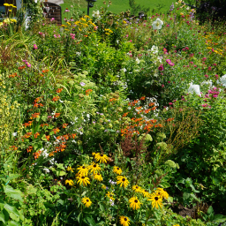 The Best Native Michigan Plants for Low-Maintenance Gardens