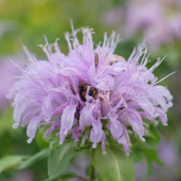 Why Native Bees Are the Garden’s Most Important Pollinators