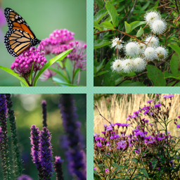 Native Michigan Plants That Butterflies Will Love