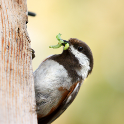How to Create a Pollinator Habitat in Michigan: It's More Than Just Flowers chickadee carrying worms back to nest