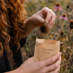 How to Save Native Flower Seeds for Next Year