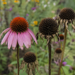 purple coneflower seed heads