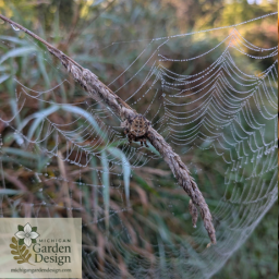 dew covered spiderweb